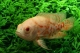 Astronotus Oscar tigré rouge doré - 6-7.