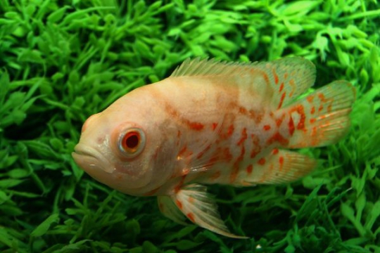 Astronotus Oscar tigré rouge doré - 6-7.