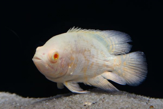Astronotus Oscar tigré rouge doré - 10-12.