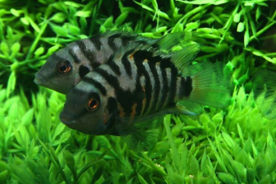 Cichlas. nigrofasciata (Amatitlania) - L