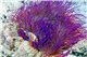 Anemone Heter. Crispa violette - XL