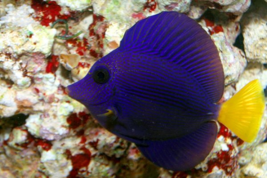 Zebrasoma xanthurum 6-7 cm