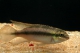 Pelvicachromis pulcher - 4-5.
