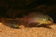 Pelvicachromis taeniatus nigeria rouge - 4-5.