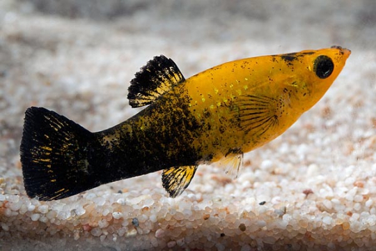 Molly doré tuxedo - ML