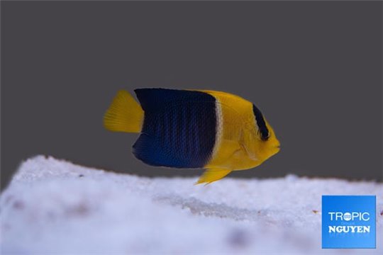 Centropyge bicolor élevage 2-4 cm