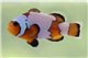 Amphiprion Ocellaris snowflake elevage - 3-4