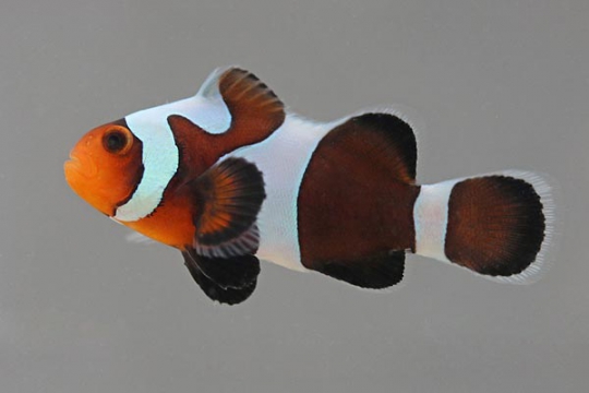 Amphiprion Black gladiator elevage - 3-4