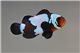 Amphiprion Black snow flake elevage - 3-4