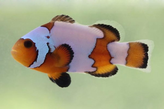 Amphiprion Ocellaris snowflake elevage - 4,5-5,5