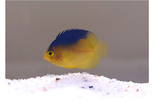 Centropyge colini élevage 3-4 cm
