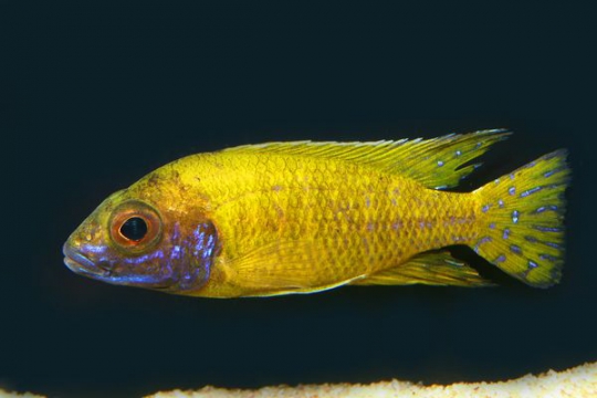 Aulonocara baenschi benga - 4-5.