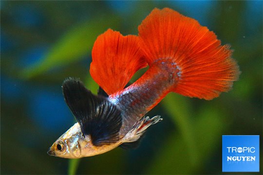 Guppy mâle elephant ear red premium 2-3 cm