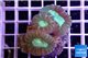 Caulestrea Furcata elevage - 2-3 polypes