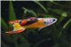 Guppy mâle endler golden jet 1-2 cm