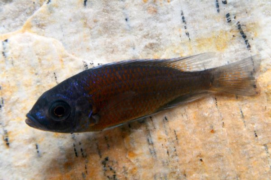 Copadichromis borleyi red fin - 4-5.