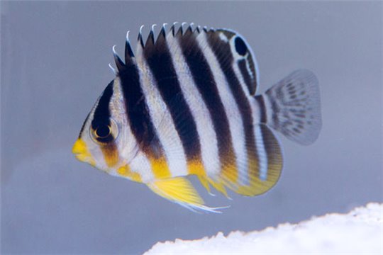 Paracentropyge multifasciatus élevage 2-4 cm