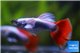 Guppy santa claus ear premium 3,5-4 cm