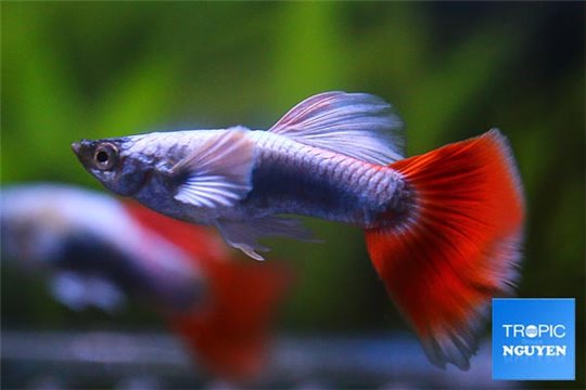 Guppy santa claus ear premium 3,5-4 cm