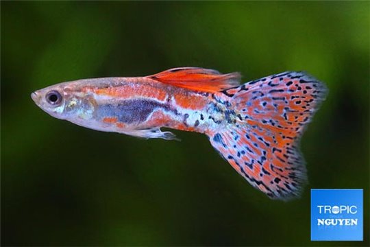 Guppy red grass 3,5-4 cm