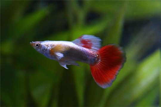 Guppy santa claus 3,5-4 cm