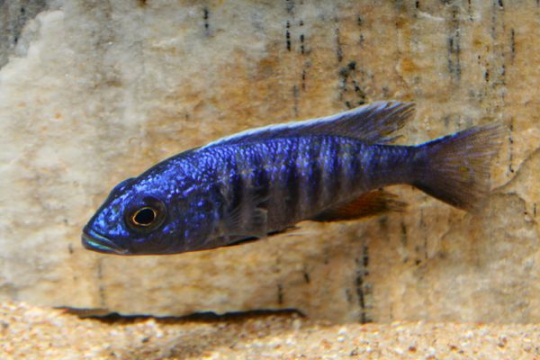 Sciaenochromis ahli - 4-5.