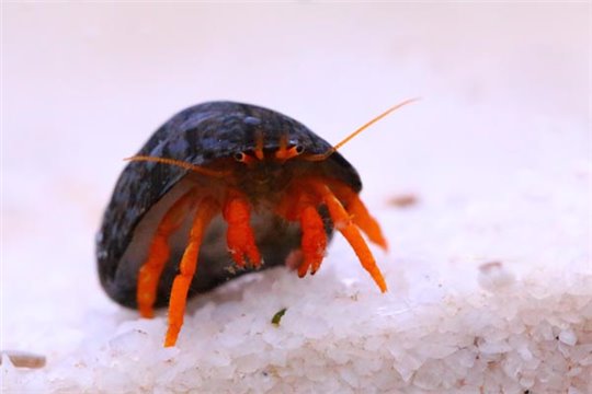 Clibanarius rutilus pattes rouges 1-2 cm