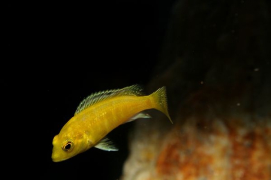 Labidochromis caeruleus - 3-4.