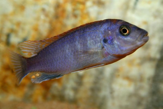 Labidochromis hongi red top - 5-6.