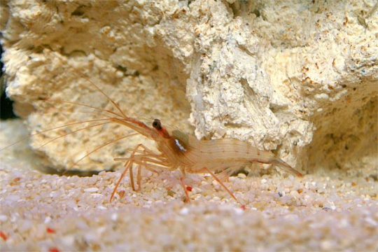 Crevette Lysmata Wurdemanni - L
