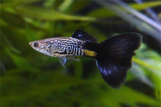 Guppy cobra bleu 3,5-4 cm