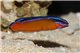 Pseudochromis Aldabraensis elevage - M