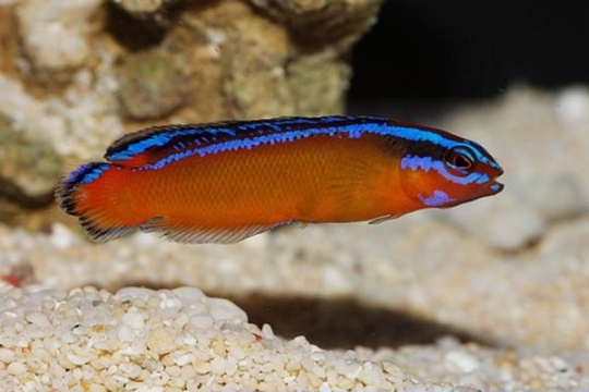 Pseudochromis Aldabraensis elevage - M