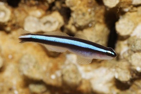 Gobio. (Elacatinus) Oceanops elevage - S