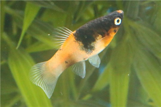 Platy bumble bee 3 - 3,5 cm