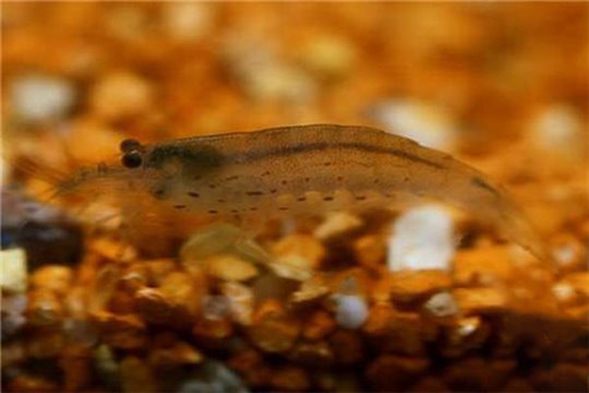 Crevette Caridina multidentata (japonica) elevage 1-1,2 cm