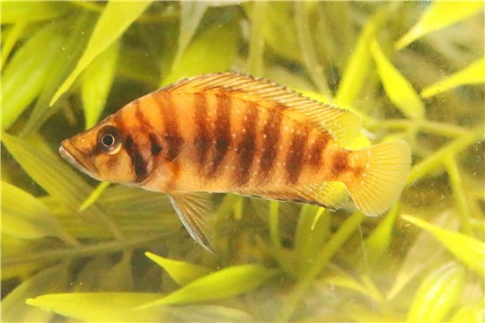 Altolamprologus compressiceps gold head 3-4 cm