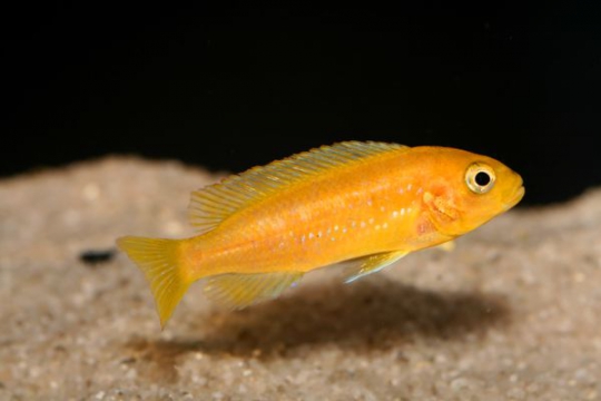 Melanochromis johanni - 4-5.