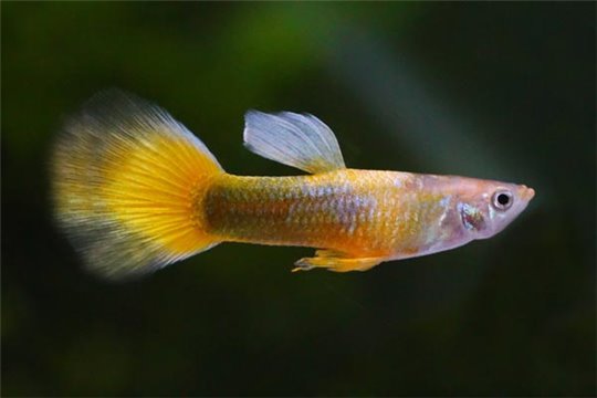 Guppy tuxedo jaune 3,5-4 cm