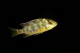 Nimbochromis venustus - 5-6.