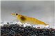 Crevette Neocaridina davidi "yellow fire" 1,6-2,2 cm