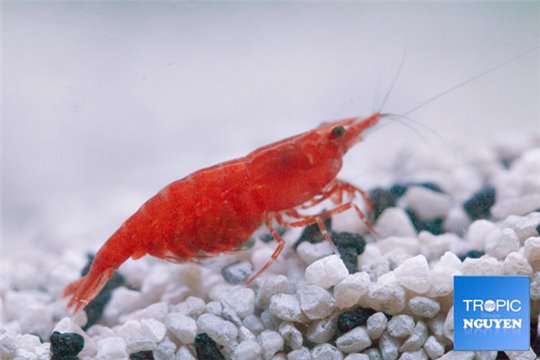 Crevette Neocaridina davidi red (red cherry) grade A 1-1,5 cm
