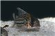 Corydoras schwartzy - XL