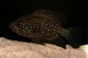 Paratilapia polleni - 3-4.