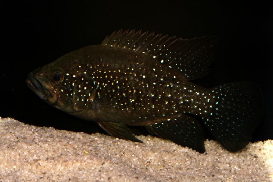 Paratilapia polleni - 3-4.