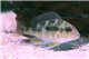 Geophagus Sp red head tapajos 6-8 cm