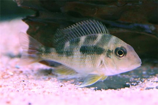 Geophagus Sp red head tapajos 6-8 cm