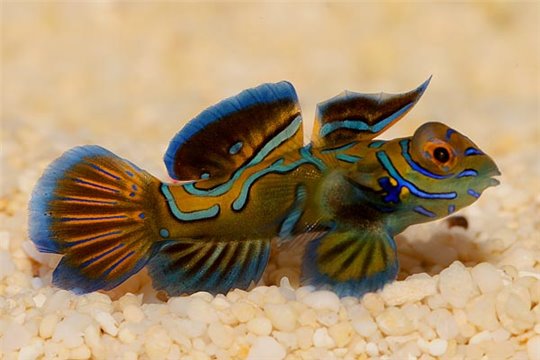 Synchiropus Splendidus
