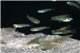 Aplocheilichthys normani (Poropanchax normani) 2,1-2,5 cm