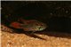 Apisto. agassizi double rouge le couple 5-6 cm